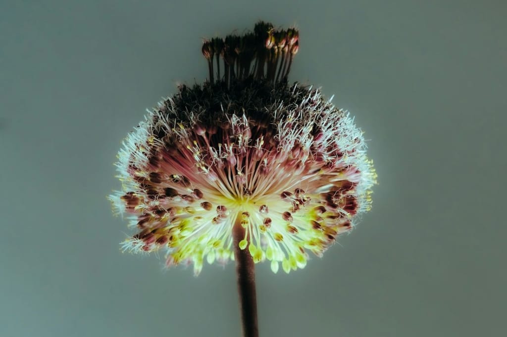 About The Histamine-ADHD Link