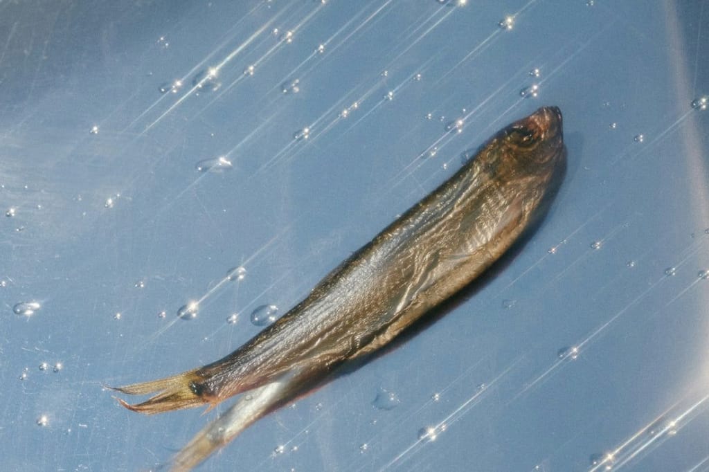 Do I Really Need Omega-3?