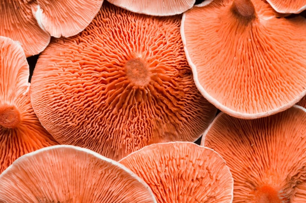 Making Mushrooms Make Sense